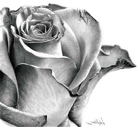 realistic roses